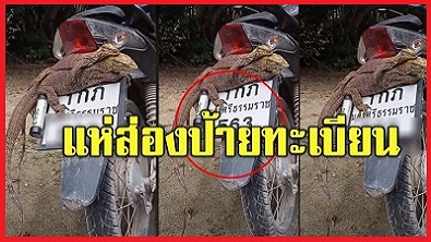 Thai Lotto Result for 1st May 2021 Bike Number Plate Hint