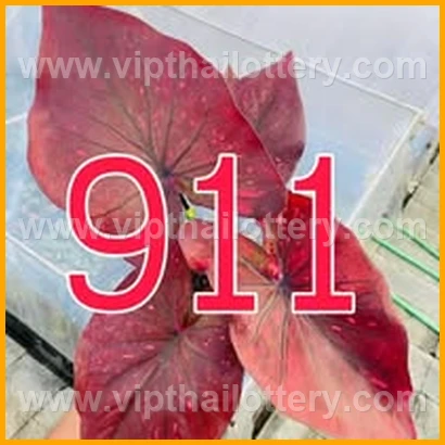 Result Lottery Today Thailand 16Th February 2026