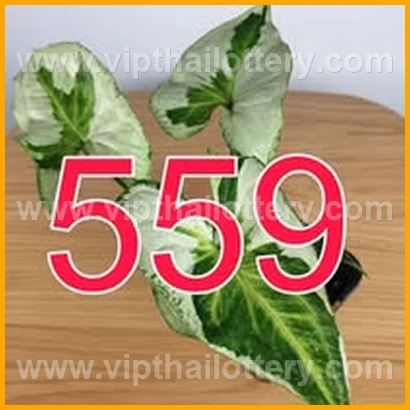 Result Lottery Today Thailand 16Th February 2026