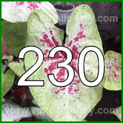 Result Lottery Today Thailand 16Th February 2026