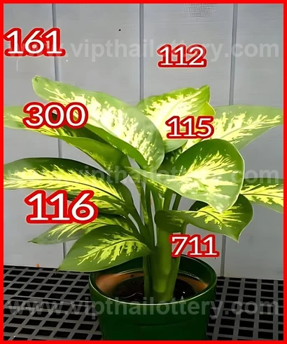 Thailand Lottery 3up Sure Set For 16-02-2026