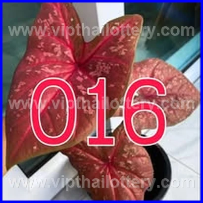 Result Lottery Today Thailand 16Th February 2026