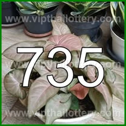 Result Lottery Today Thailand 16Th February 2026