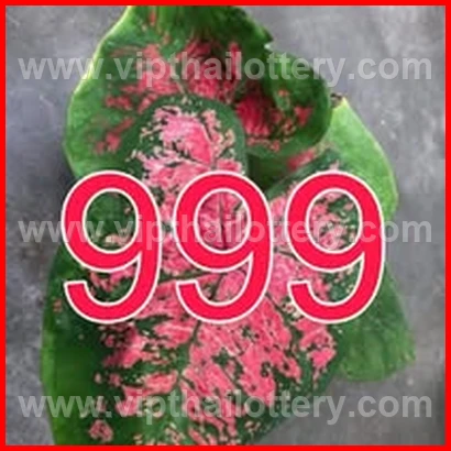 Result Lottery Today Thailand 16Th February 2026