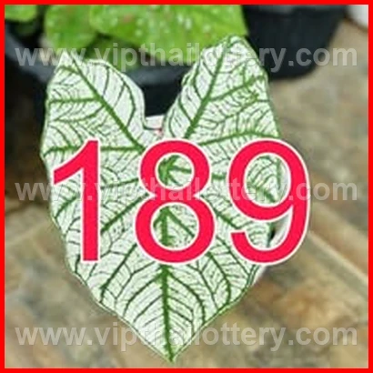 Result Lottery Today Thailand 16Th February 2026