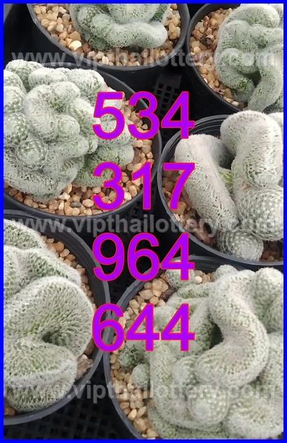 Thai Lottery Master Touch Formula 16Th February 2026