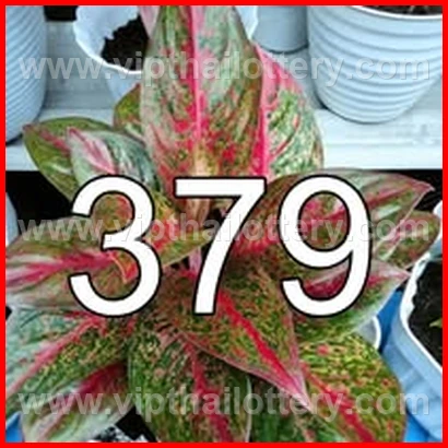 Result Lottery Today Thailand 16Th February 2026