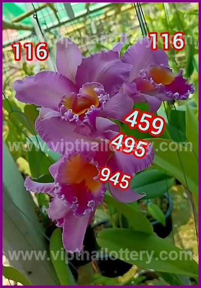 Thai Lotto Vip Total Lottery Lucky Number 16 February 2026