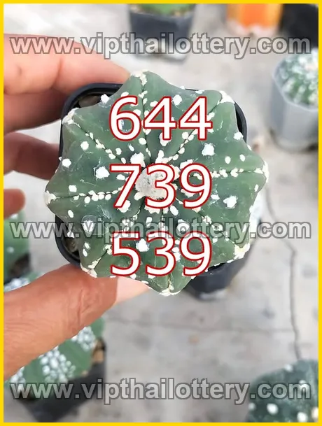 Thai Lottery Today Check Online Lotto Vip Total 1st March 2026