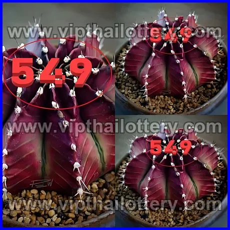 Thai Lottery Today Check Online Lotto Vip Total 1st March 2026