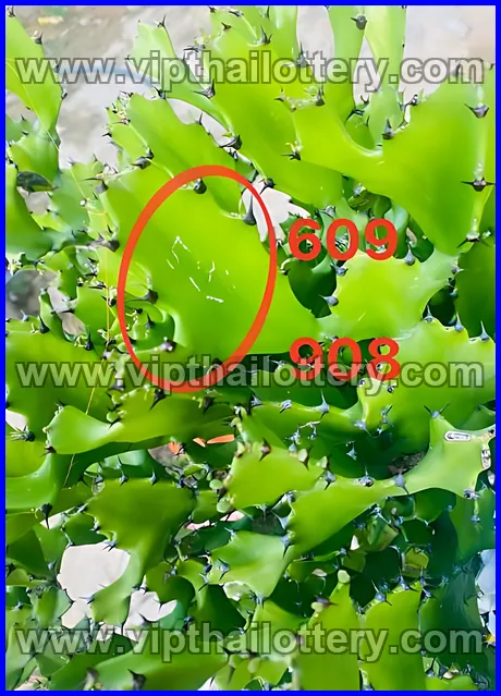 Thai Lottery Today Check Online Free Thailand Draw 1st March 2026