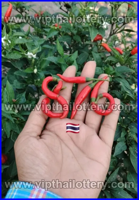 Thai Lottery 3Up Direct Thailand Down Number Chart 16-03-26