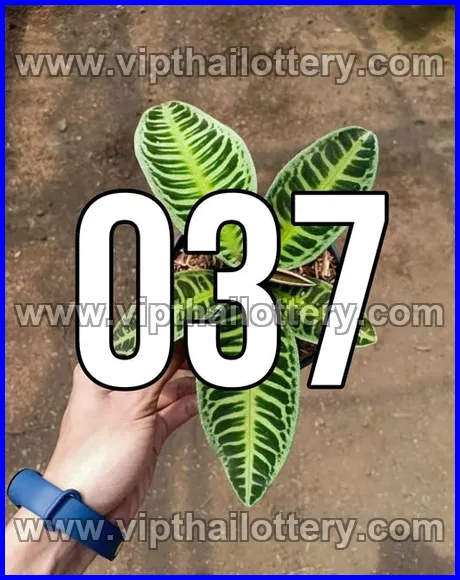 Thai Lottery 3D Vip Tip 3Up Direct 16th March 2026