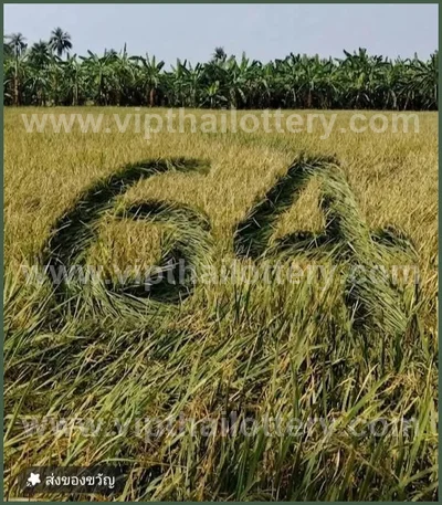 Thai Official Lottery Lucky Glo Numbers Winning 01-04-2026