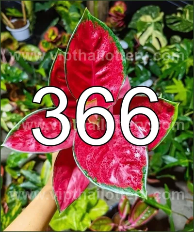 Thailand Lottery VIP Master Result Set Numbers Glo 01-4-2026