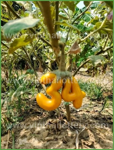 Thai Lotto Paper Master Numbers Lucky Set VIP 3Up 01.04.2026