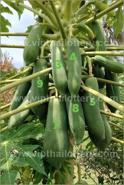 Thai Lotto Paper Master Numbers Lucky Set VIP 3Up 01.04.2026