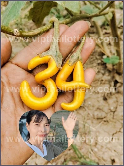 Thai Official Lottery Set Winning Direct Paper 01-04-2026