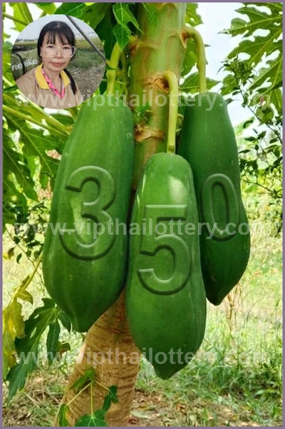 Thai Official Lottery Set Winning Direct Paper 01-04-2026