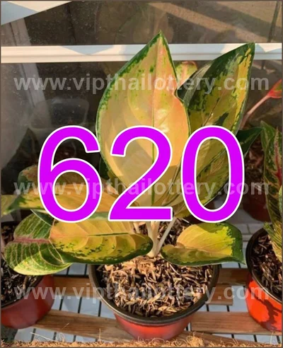 Thai Lotto Touch Result Set Lucky Direct Sure 3Up 01-04-2026