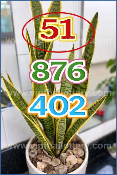 Thailand Lottery Sure Set Lucky Master Result VIP 01-04-2026