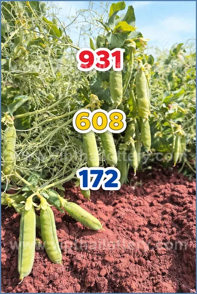 Thai Official Lottery Master Winning Numbers 16th April 2026