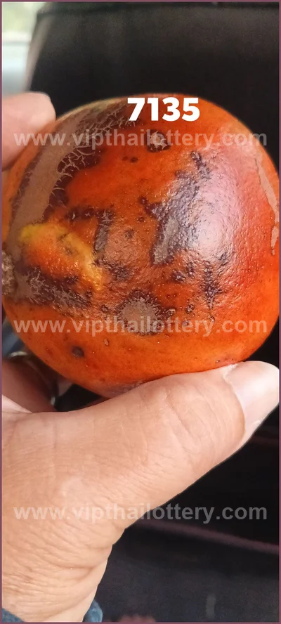 Thai Official Lottery Numbers Touch Formula Set 16-4-2026