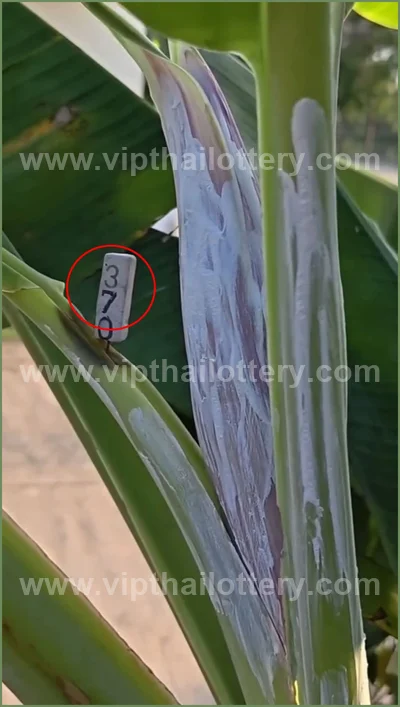 Thai Lotto VIP 3Up Set Result Paper Touch Formula 16.04.26