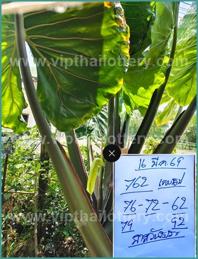 Thai Lotto VIP 3Up Set Result Paper Touch Formula 16.04.26