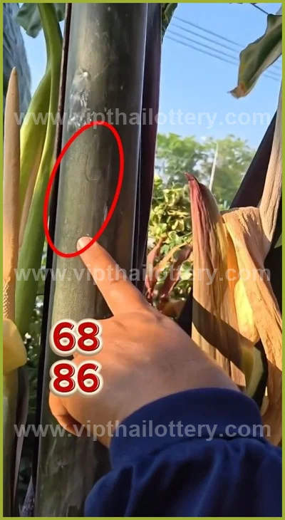 Thai Lotto VIP 3Up Set Result Paper Touch Formula 16.04.26