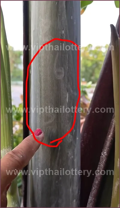 Thai Lotto VIP 3Up Set Result Paper Touch Formula 16.04.26