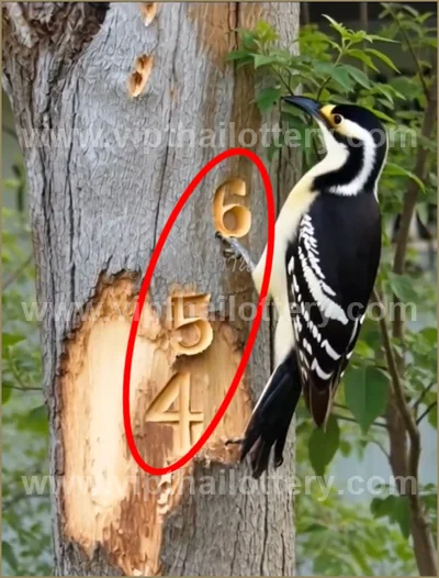 Thai Lotto VIP 3Up Set Result Paper Touch Formula 16.04.26