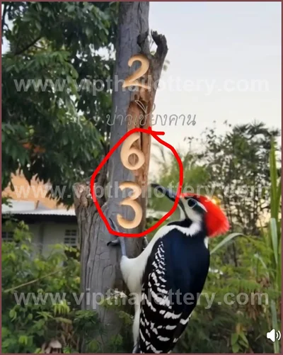 Thai Lotto VIP 3Up Set Result Paper Touch Formula 16.04.26