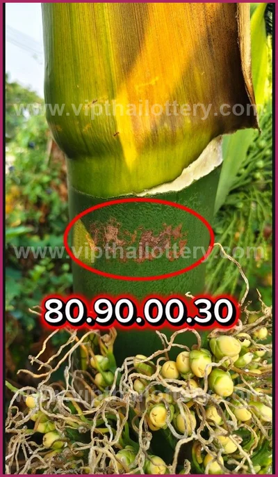 Thai Lotto VIP 3Up Set Result Paper Touch Formula 16.04.26