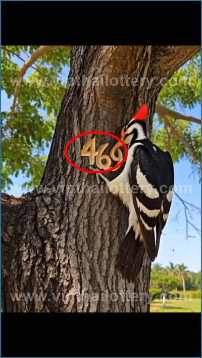 Thai Lotto VIP 3Up Set Result Paper Touch Formula 16.04.26