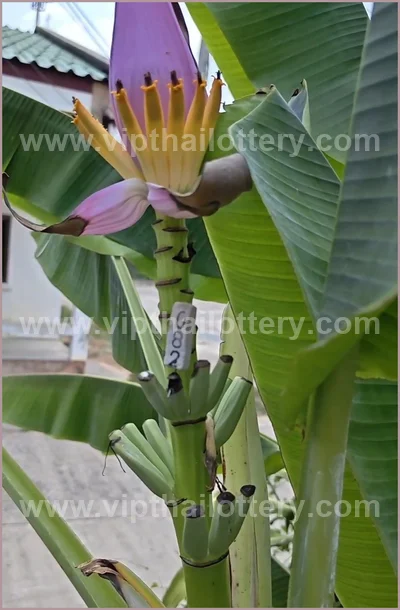 Thai Lotto VIP 3Up Set Result Paper Touch Formula 16.04.26