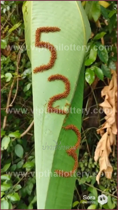 Thai Lotto VIP 3Up Set Result Paper Touch Formula 16.04.26