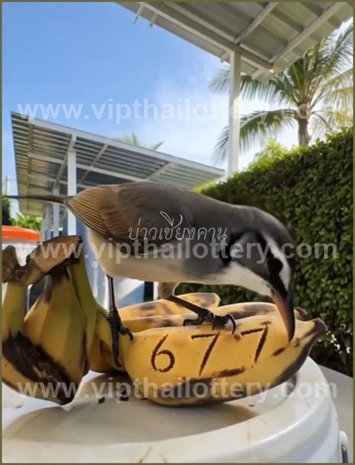 Thailand Lottery Sure Result Paper Winning VIP 16 April 2026