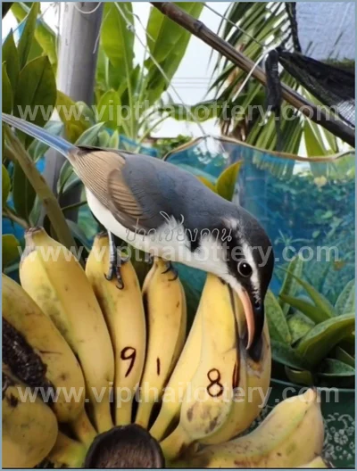 Thailand Lottery Sure Result Paper Winning VIP 16 April 2026