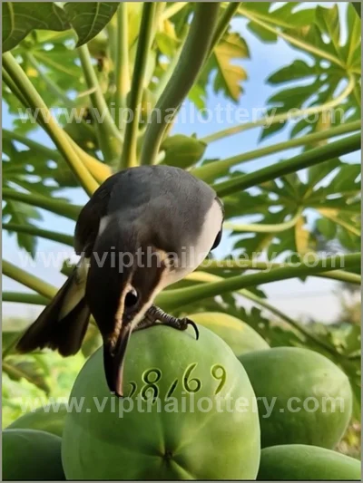 Thailand Lottery Sure Result Paper Winning VIP 16 April 2026