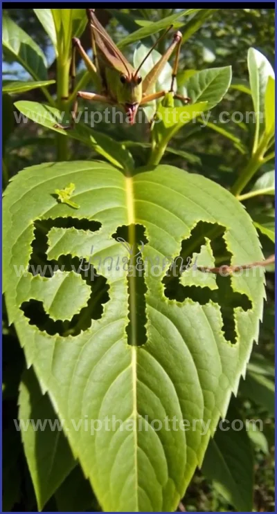 Thailand Lottery Sure Result Paper Winning VIP 16 April 2026