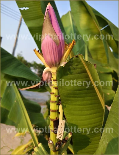 Thai Lottery Lucky Touch Winning Direct Sure 16 April 2026