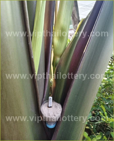 Thai Lottery Lucky Touch Winning Direct Sure 16 April 2026