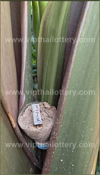 Thai Lottery Lucky Touch Winning Direct Sure 16 April 2026