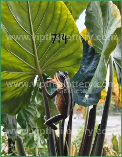 Thai Lottery Lucky Touch Winning Direct Sure 16 April 2026