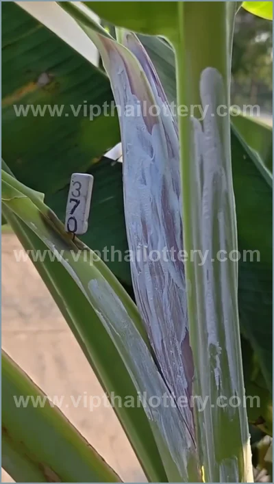 Thai Lotto Master Set VIP Tips Numbers Direct 16 April 2026