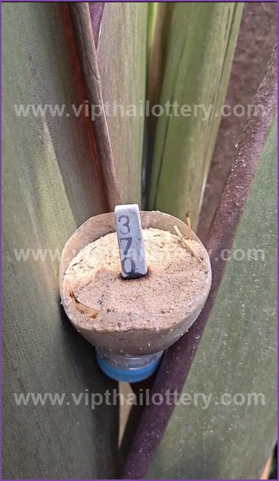 Thai Lotto Master Set VIP Tips Numbers Direct 16 April 2026