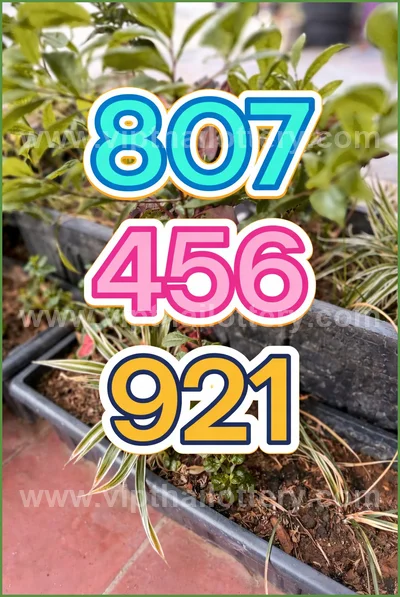 Thai Lottery Sure Formula Tips Winning VIP Result 16.04.2026