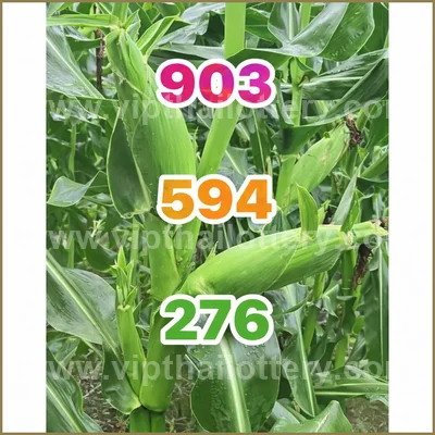 Thai Lottery Sure Formula Tips Winning VIP Result 16.04.2026