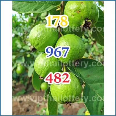 Thai Lottery Sure Formula Tips Winning VIP Result 16.04.2026